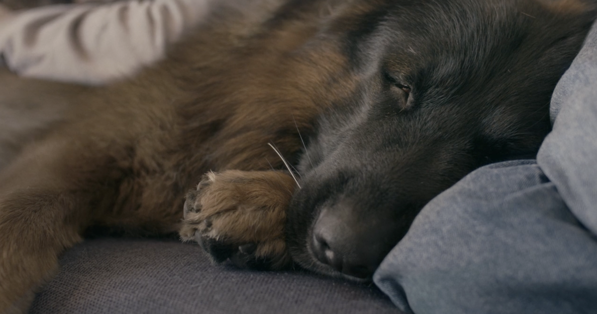 a film is a goodbye that never ends