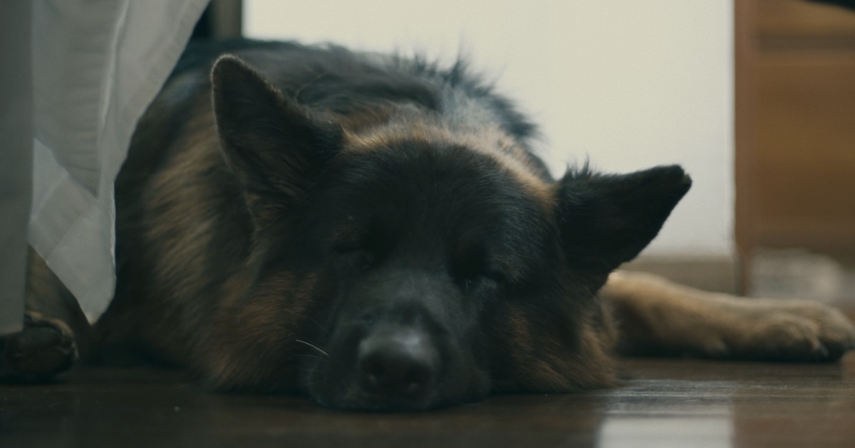 a film is a goodbye that never ends