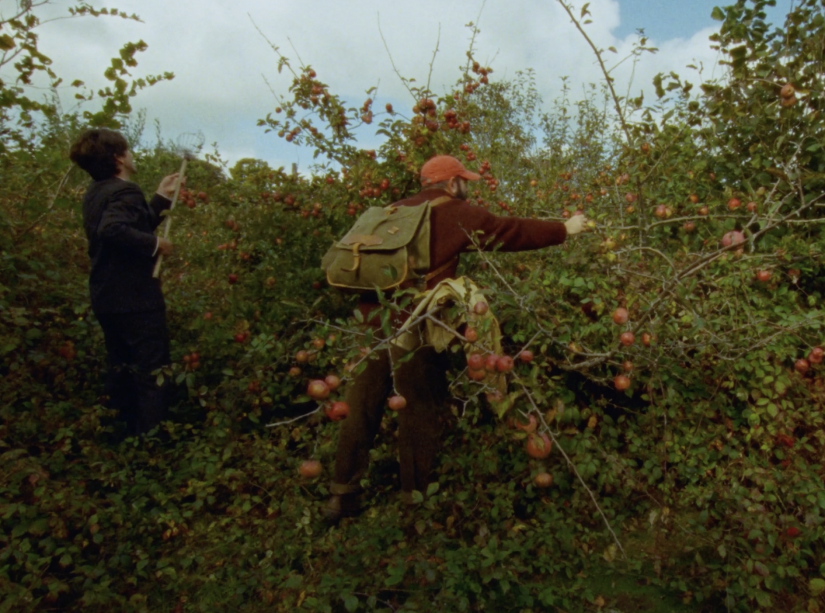 Some Interesting Apples