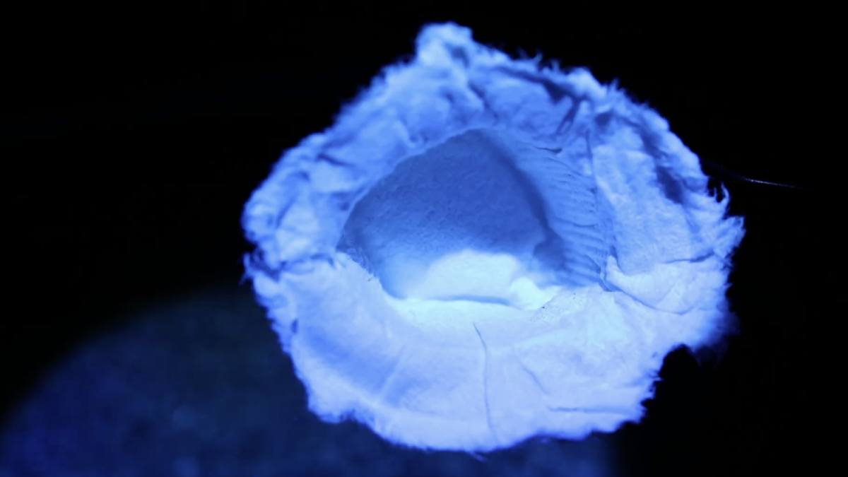 Tulipomania: Then and Only Then