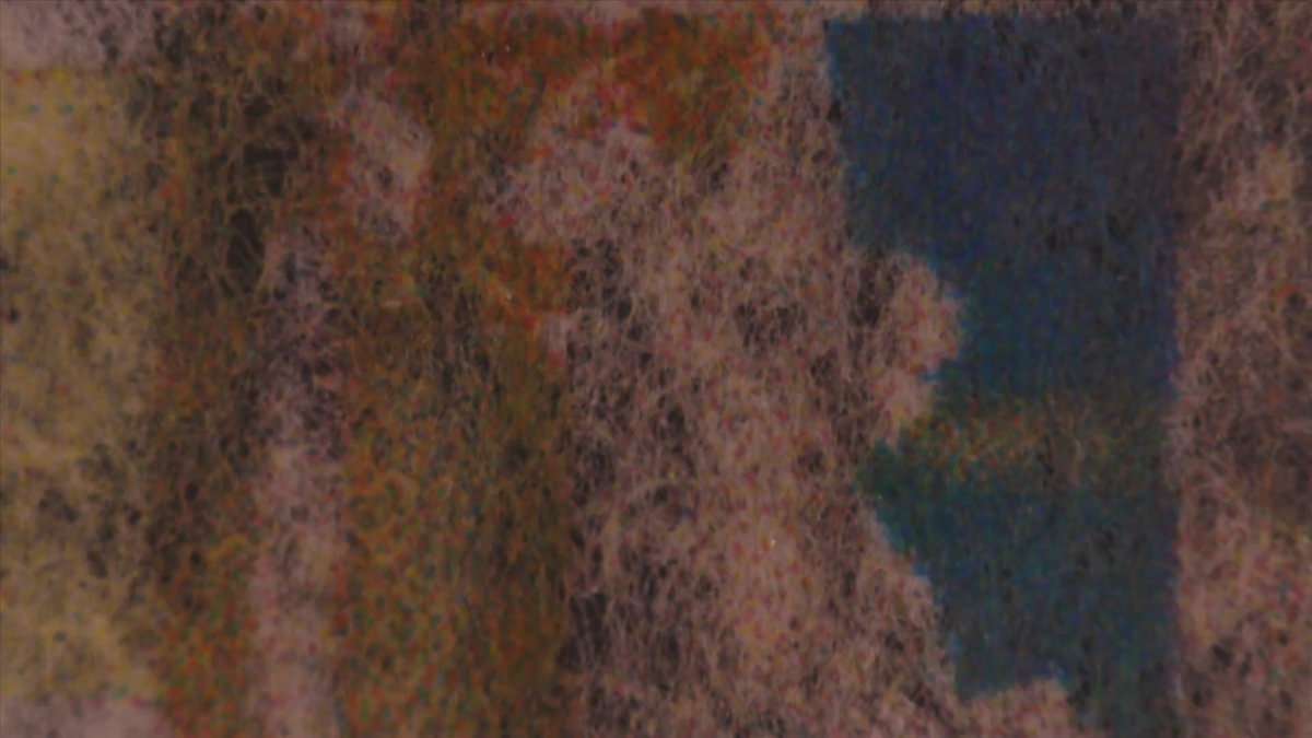 Tulipomania: Shines On