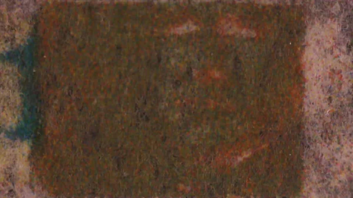 Tulipomania: Shines On