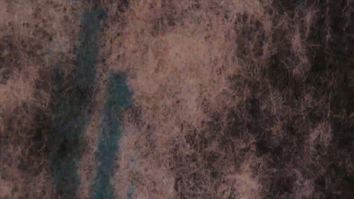 Tulipomania: Shines On