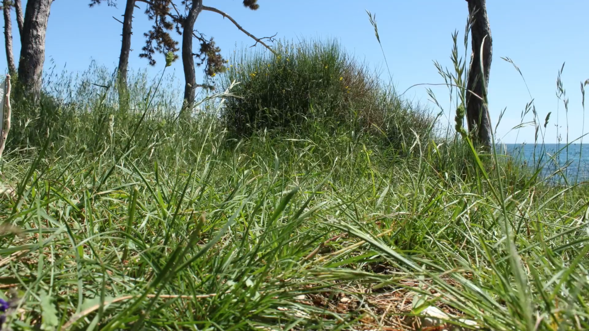 New World, New Trace