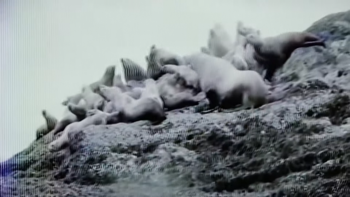 Aboriginal Metaphysical