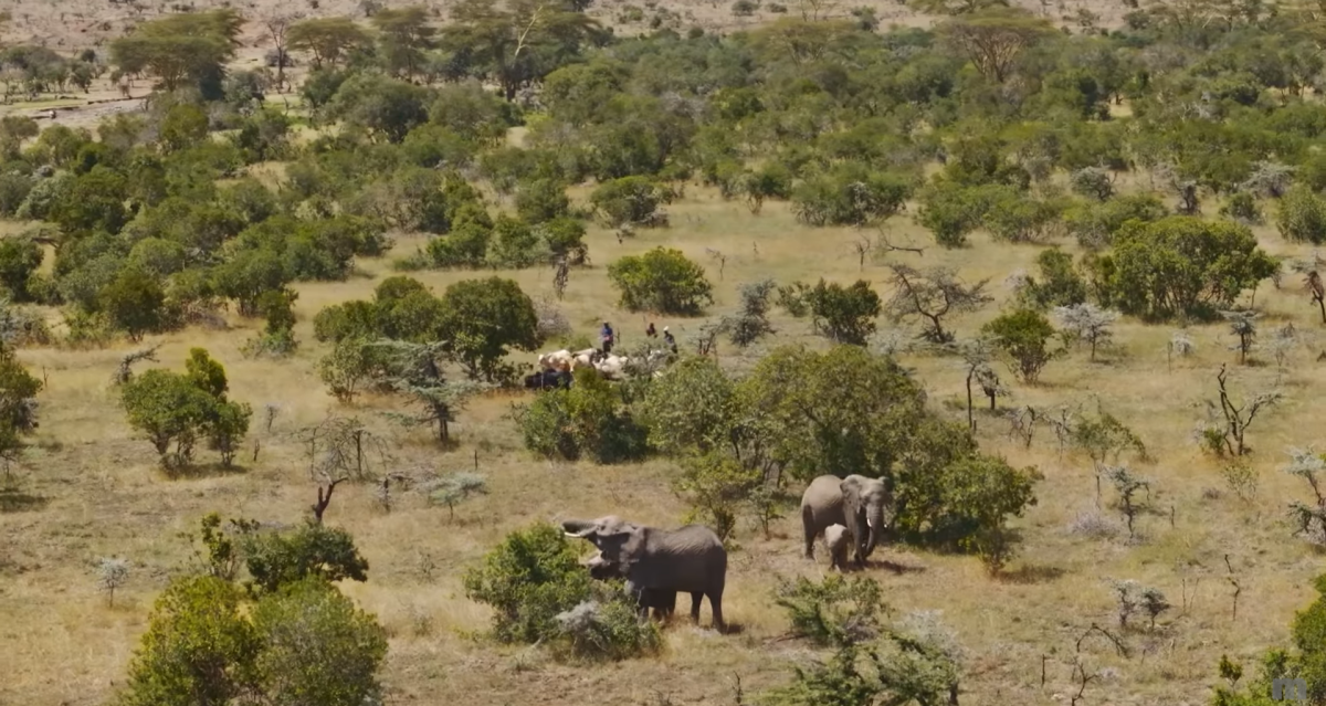 The Battle for Laikipia