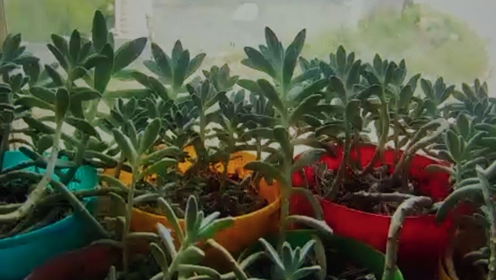 Mother Is a Natural Sinner