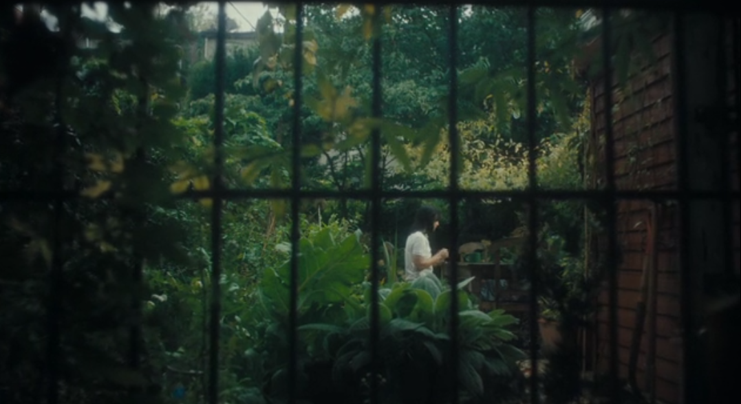 Pentatarmex Rabitular