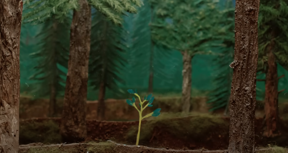 Does Planting Trees Actually Cool the Planet?
