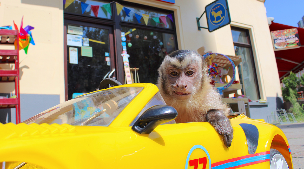 Akiko, the Flying Monkey