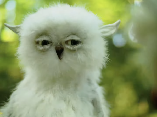 Shackle by Ainslie Henderson