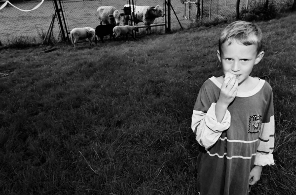 dying of the young deer by Angelika Cygal