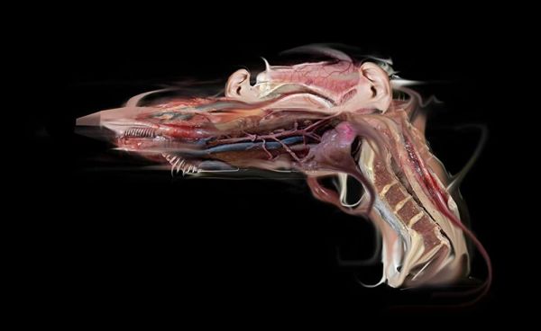 Bavure by Donato Sansone