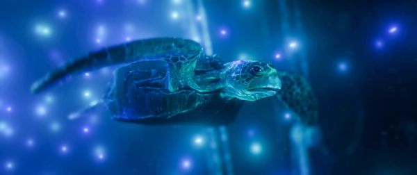 Hybrids by Florian Brauch and 4 co-directors