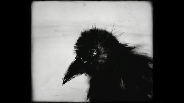 Semper by Valeriya Aleynikova